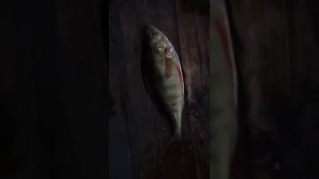 Матом не ругайтесь, снимаю на видео! смотреть онлайн