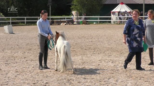 ШЕТЛЕНДСКИЙ пони /Породный ринг ПОНИ #ИППОсфера 2021 лошади смотреть онлайн