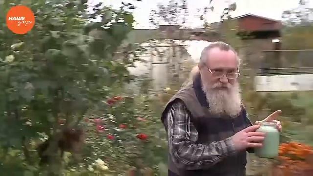 Обрезка садовых рoз смотреть онлайн