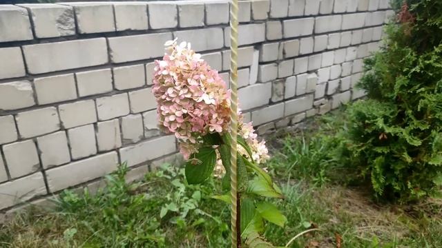 Более 50 сортов.От "старых" сортов до "новинок". Метельчатые гортензии. смотреть онлайн