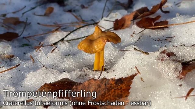 Pilze im Januar | Die bei uns häufigsten Arten der letzten Jahre im Pilzmonat Januar | Winterpilze смотреть онлайн