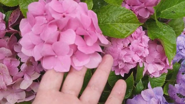 Гортензия бесконечное лето смотреть онлайн