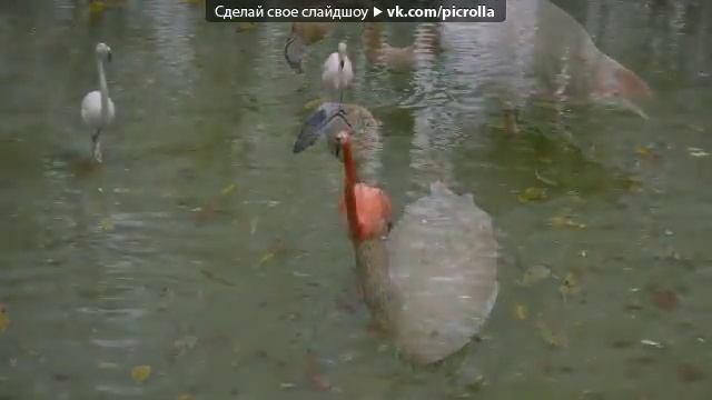 «Киев Зоопарк» смотреть онлайн