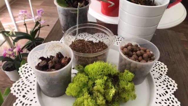 Orkide Bakım kanallarının önerdiği ama ASLA yapmamanız gereken ÖNEMLİ ‼️ bir konu☝️ смотреть онлайн