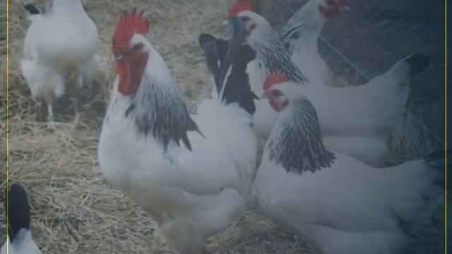 Интересные породы кур смотреть онлайн