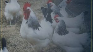 Интересные породы кур