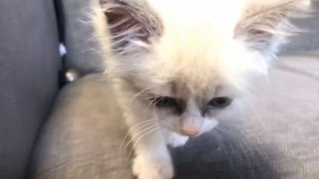 Котёнок поправляется смотреть онлайн