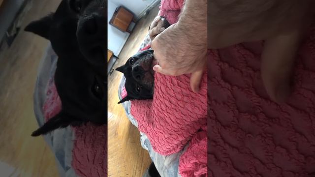 #amstaff #stafford #амстафф #стаффорд #dog #собака #стаффордширскийтерьер #staff #пес #pitbull смотреть онлайн