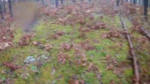 Собираем Белые Грибы в лесу Тихая охота Сколько денег можно заработать на грибах?