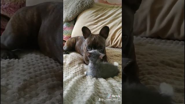 французский бульдог смотреть онлайн