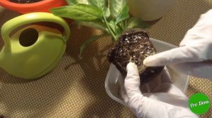 Пересадка диффенбахии | ВСЕ ПРОСТО