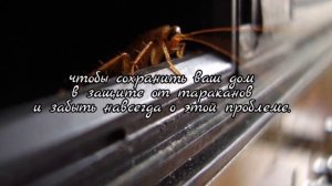 Как избавиться от тараканов навсегда (быстро и естественным путем), ТАРАКАН УХОДИ