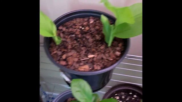 Growing Mangoes from Seed | Grow Light Set Up смотреть онлайн