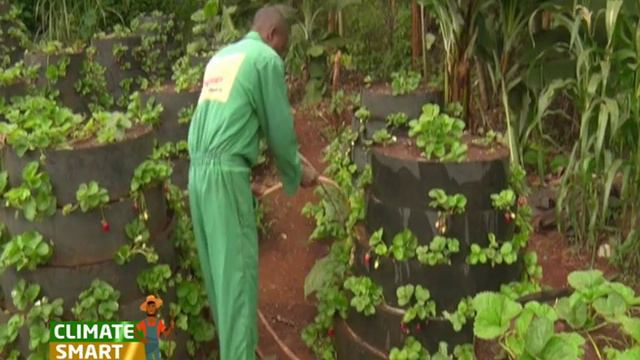Multi-storey gardening: How to make the most out of the space you have - Strawberries Part 2 смотреть онлайн