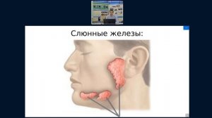 "Пищеварительная система человека". Биология. 9 класс.