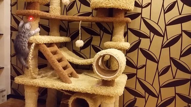Британские котята - Чарли 2 месяца смотреть онлайн
