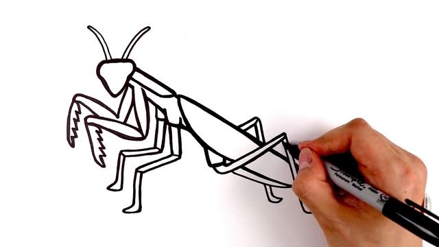 Let's Draw Bugs and Insects Together! | Drawing and Coloring with Glitter & Googly Eyes смотреть онлайн