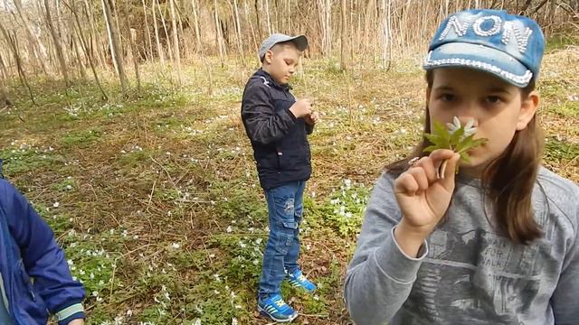 Огромное поле подснежников.Много клещей./A huge field of snowdrops смотреть онлайн