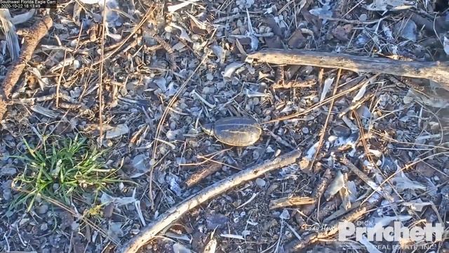 SWFL Eagles ~ Ninja Turtle Escapes Overboard From Eagle's Nest!!! ? ? ?10.22.20 смотреть онлайн