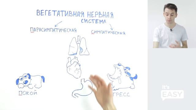 ЕГЭ по биологии. Вегетативная нервная система смотреть онлайн
