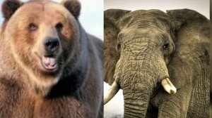 медведь гризли против слона кто победит?