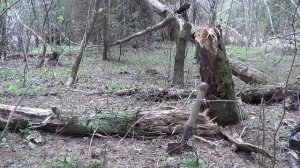 Посадка кедров, о микоризе и подарки леса за работу