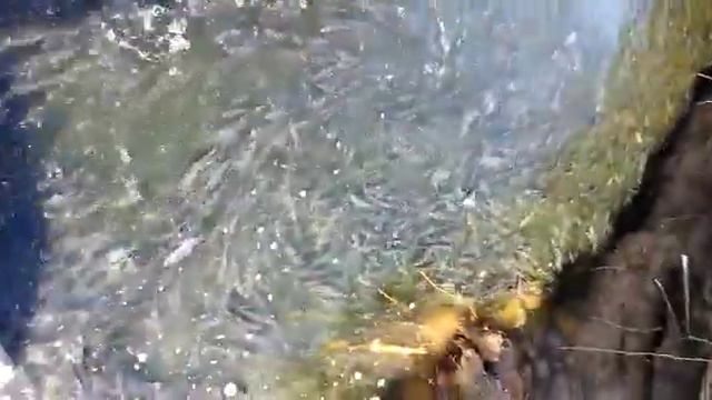 Под Астраханью массово гибнет рыба смотреть онлайн