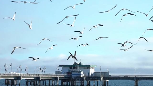 BIRDS SINGING - More than 40 kinds of birds смотреть онлайн