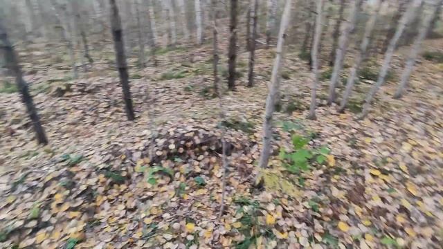 Поездка за грибами в с. Рассказиха, правый берег р. Оби 23 сентября 2023 года. смотреть онлайн