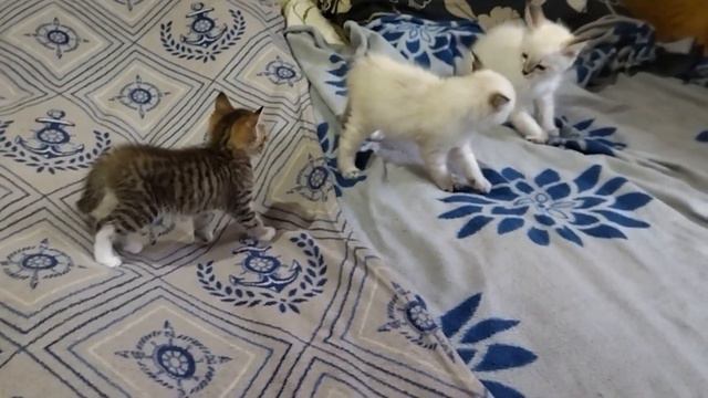 Маленькие озорники резвятся