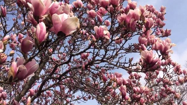 Цветет магнолия. смотреть онлайн
