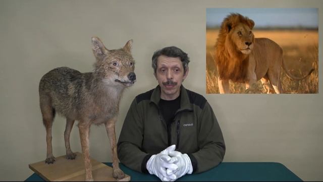 Нигерийская сказка «Хитрый шакал» смотреть онлайн