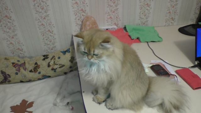 Кося самый добрый в мире кот смотреть онлайн