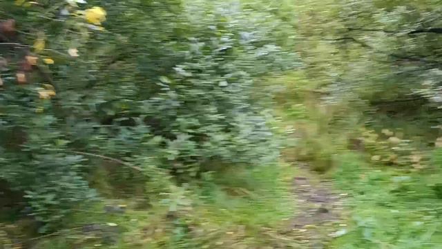 Ловля певчих птиц 31.08.2024. смотреть онлайн