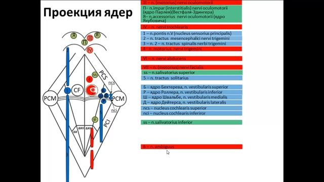 Ядра ЧМН в ромбовидной ямке