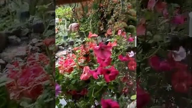 Дача в конце лета/ прогулка по саду смотреть онлайн