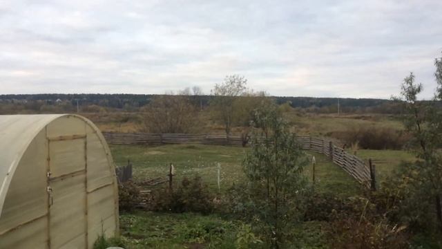 Забой гусей. Вес тушек. смотреть онлайн