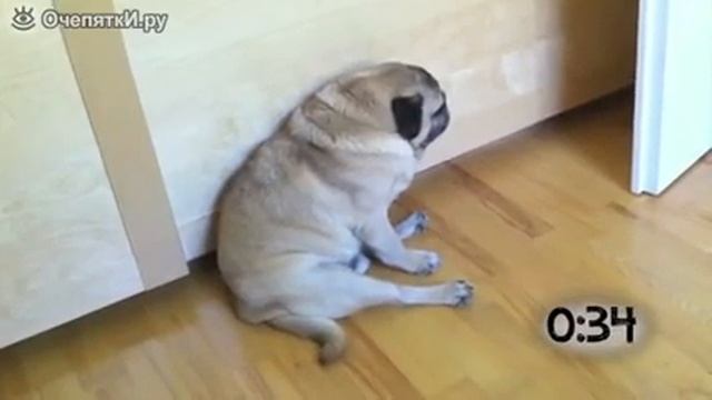 Щенята спят на ходу смотреть онлайн