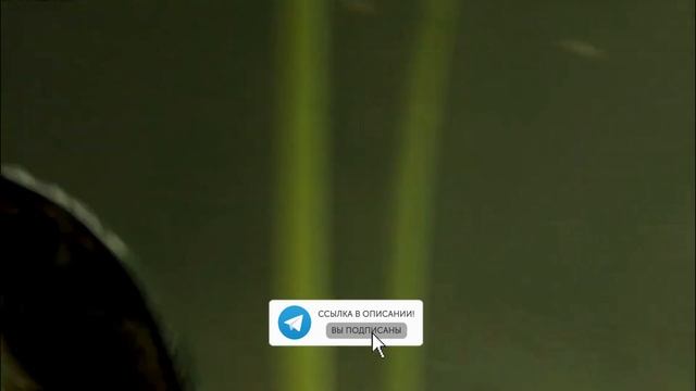 Жук плавунец - хищный обитатель прудов! смотреть онлайн