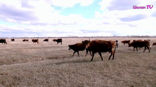 Далеко, далеко, на лугу пасутся ко... Асыл смотреть онлайн