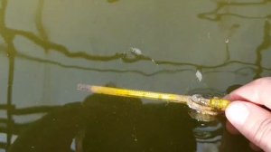 Нюансы подготовки к нересту карпов кои