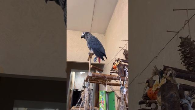 Жако Жорик говорит смотреть онлайн