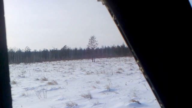 Глухари зимой