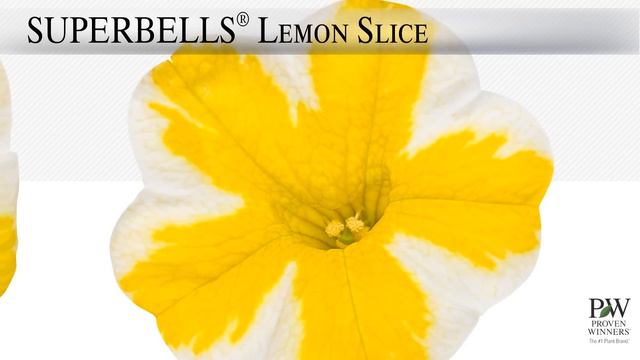 Proven Winners® Gardener Channel: Proven Winners® Superbells® Lemon Slice Calibrachoa смотреть онлайн
