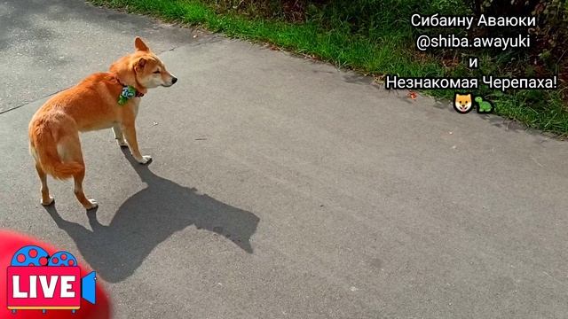 Сибаину Аваюки и черепаха! смотреть онлайн