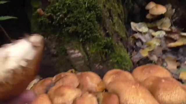 Чешуйчатка обыкновенная смотреть онлайн