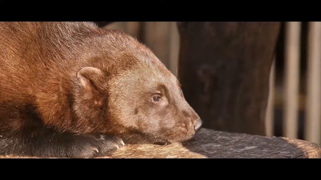 Прогулки по Зоосаду, часть XI смотреть онлайн