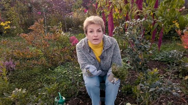 Как сажать верески - раскрываем секреты смотреть онлайн