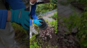 Как посадить и пересадить пузыреплодник калинолистный Center Glow Ньюансы, опыт, осень