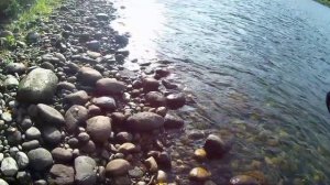 Ловля хариуса на сплетню 👆. Рыбалка на реке с берега.